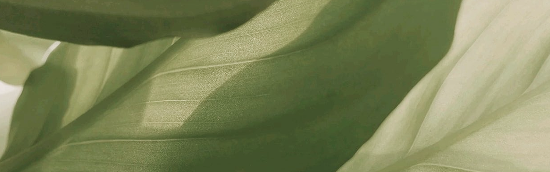 Nutrasumma